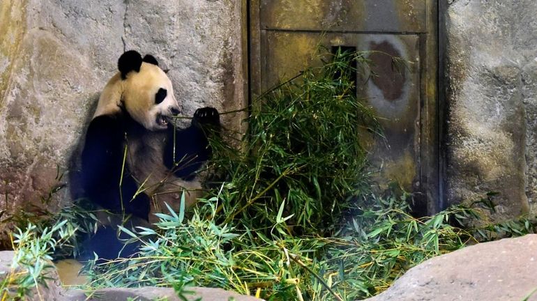 Carnet rose dans un zoo de Madrid : la femelle panda Hua Zui Ba a donné naissance à des jumeaux