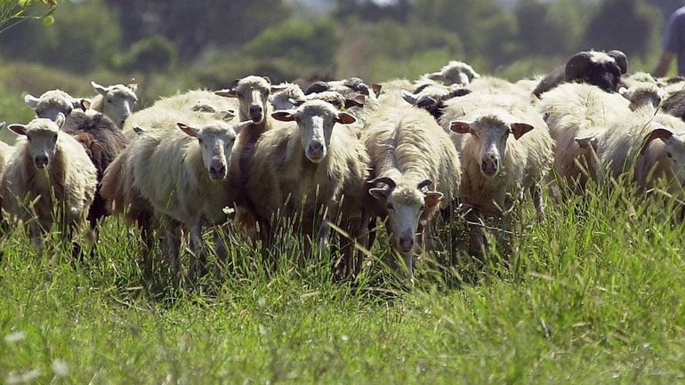 Belgique, Allemagne, Pays-Bas& Des moutons souffrent de la 