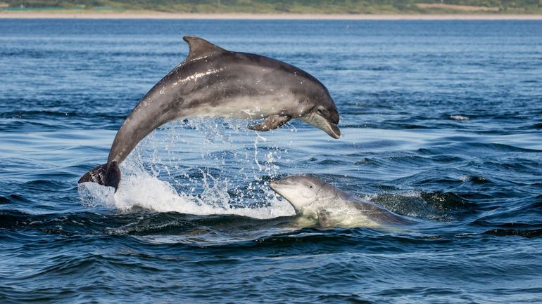 Douze dauphins survivants d'un échouage massif en Ecosse finalement euthanasiés
