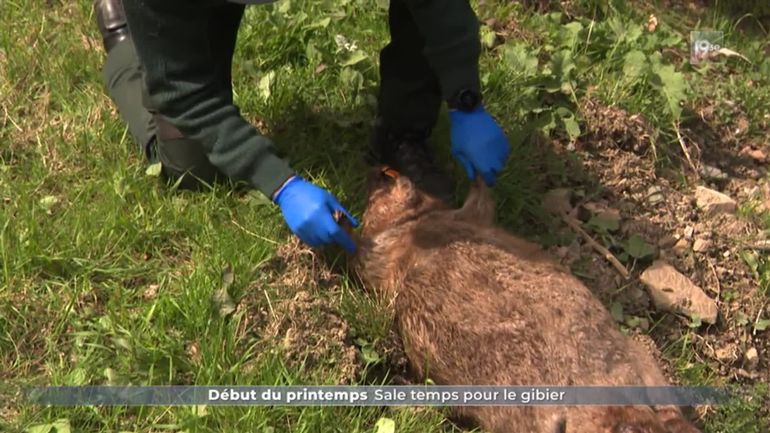 Pourquoi voit-on plus d’animaux écrasés au printemps ?