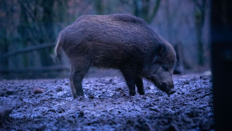 La chasse de nuit sera-t-elle bientôt facilitée en Belgique ? Une proposition de loi déposée en ce sens