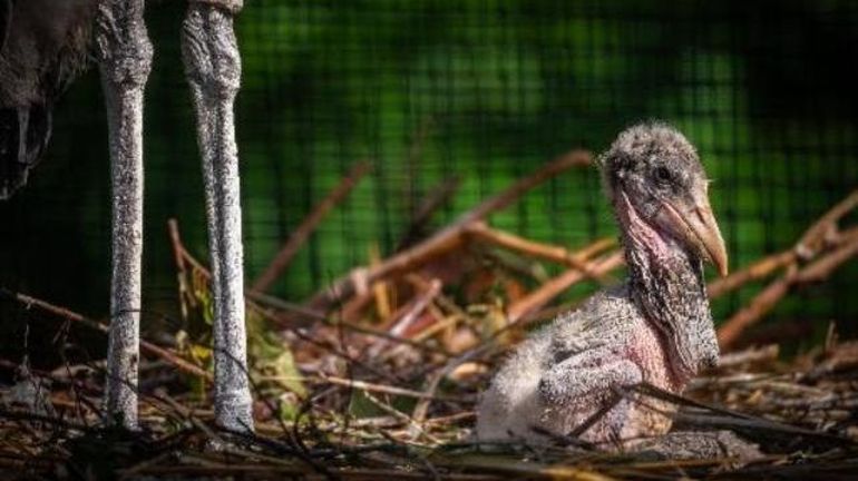Première naissance de marabouts d'Afrique au zoo d'Anvers
