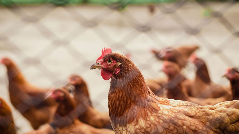 Un foyer de grippe aviaire confirmé à Moerzeke