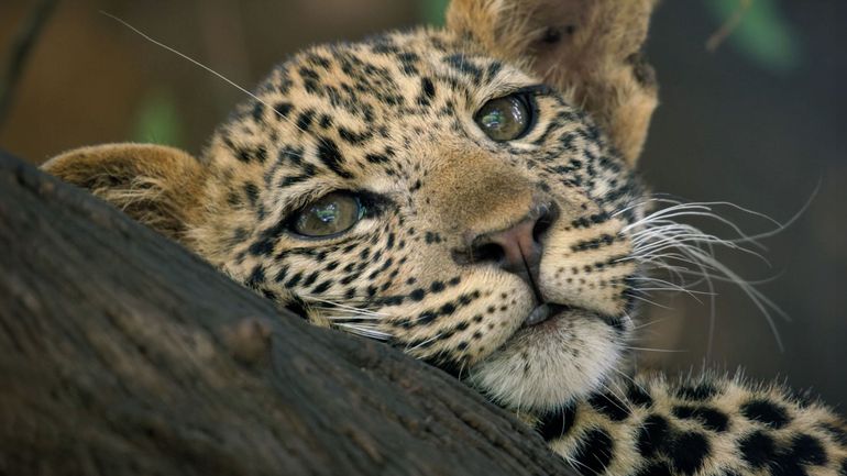 Namur : rendez-vous nature avec la 31e édition du Festival International Nature Namur