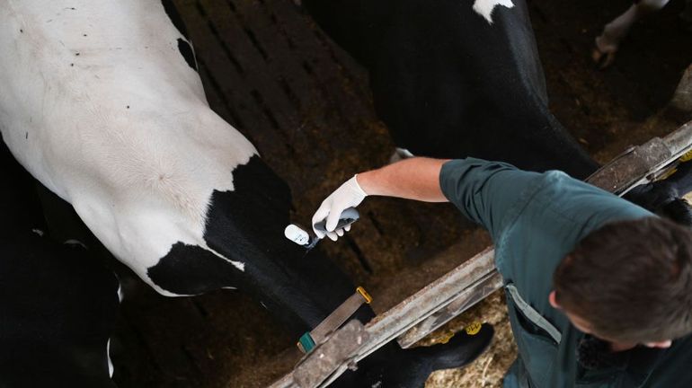 Maladie de la langue bleue : l'obligation de vaccination des bovins et ovins approuvée en commission