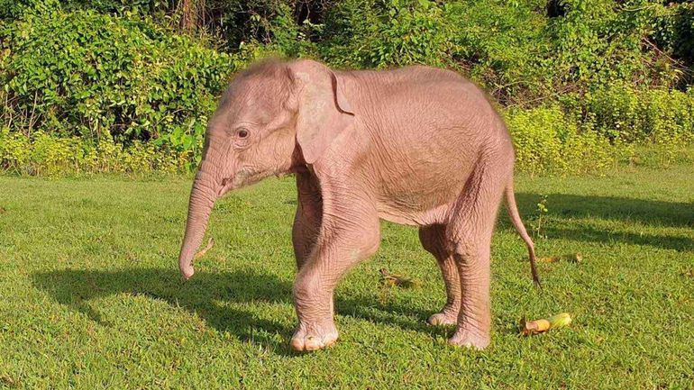 Naissance rare d'un éléphant blanc en Birmanie