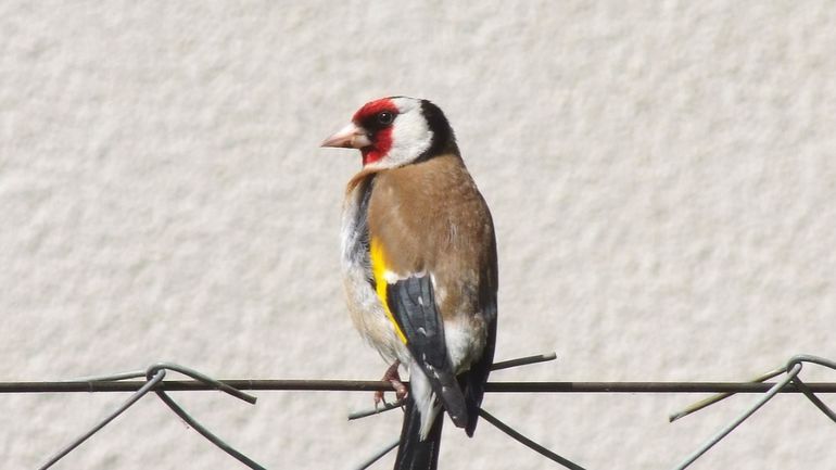 Braconnage d'oiseaux recherchés : un piège à la glu découvert à Vilvoorde