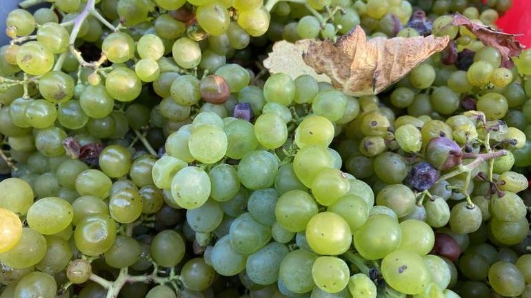 Les vendanges ont démarré en région liégeoise