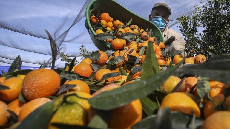 Corse : le changement climatique affecte le goût des clémentines et les rend moins acides