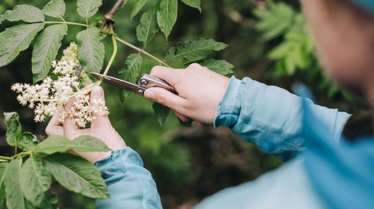 Les fleurs du sureau, c’est maintenant : voici comment les récolter et les utiliser