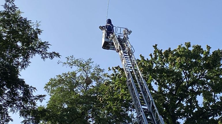 Les pompiers débordés d’appels pour détruire des nids de frelons asiatiques