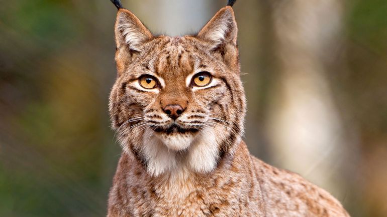 Le lynx, le loup et l'ours sont de retour