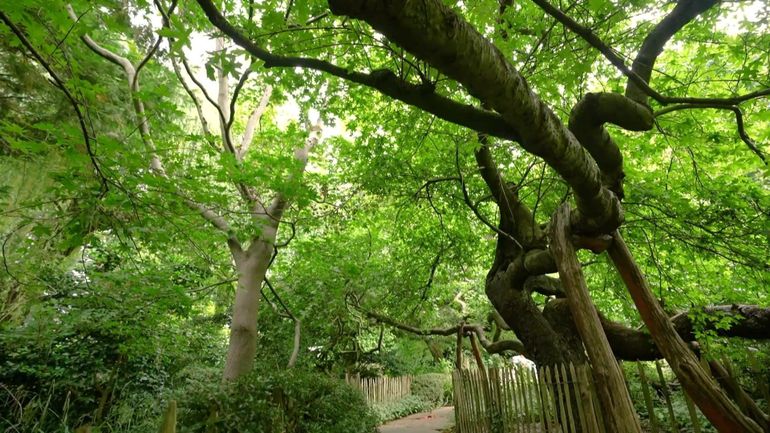 Parc Tenbosch : un joyau de biodiversité au coeur de Bruxelles