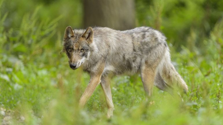 Le loup passe d'espèce 