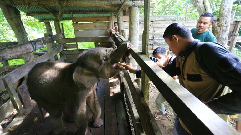 Indonésie : un éléphanteau de Sumatra, espèce menacée, meurt après une blessure à la trompe dans un piège