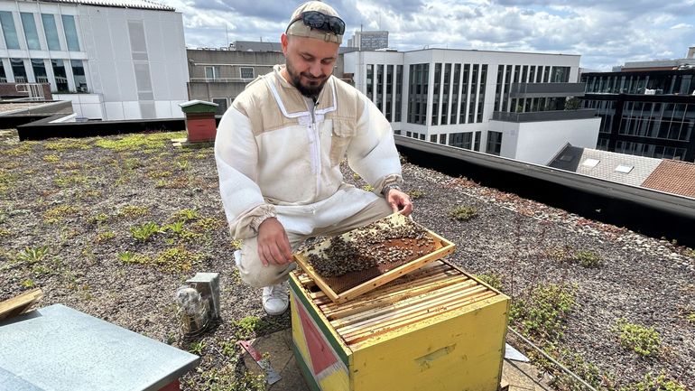 Abeilles : le miel des villes est réputé mais pas question de placer des ruches n'importe où !