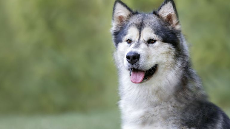 Les chiens qui ont tué un garçon de 7 ans à Quévy ont été euthanasiés