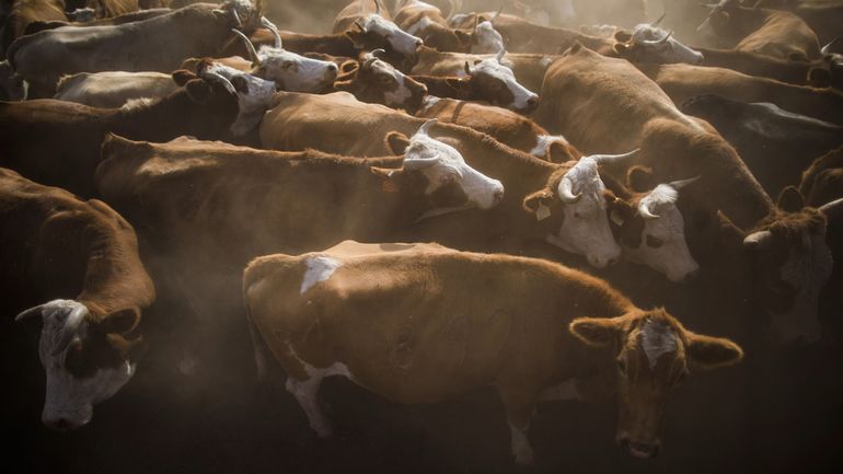 La Belgique est prête en cas d'infections de dermatose nodulaire, déclare l'AFSCA