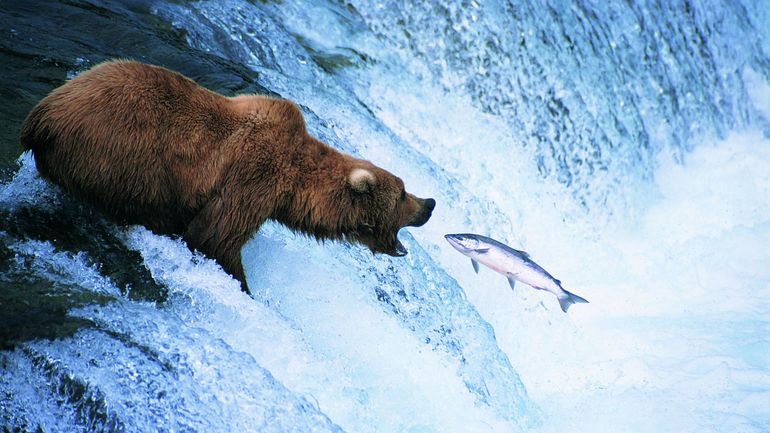 Fat Bear Week : quand les ours se transforment en stars de télé-réalité et enflamment internet