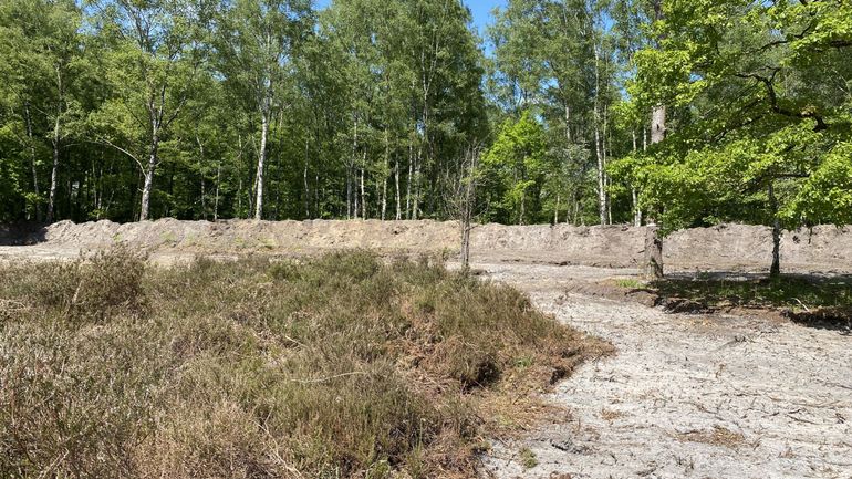 Ittre, Braine : le retour de la bruyère et de sa biodiversité dans le bois de La Houssière