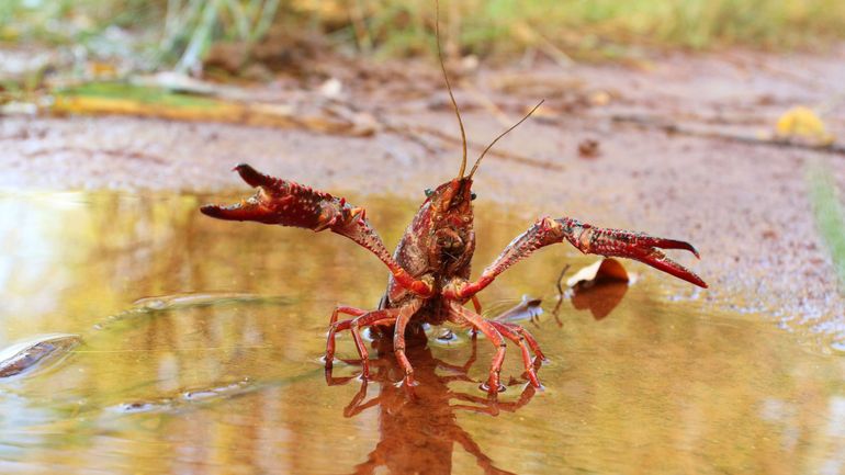 Qui veut la peau de l'écrevisse de Louisiane, espèce exotique proliférant dans nos étangs ?