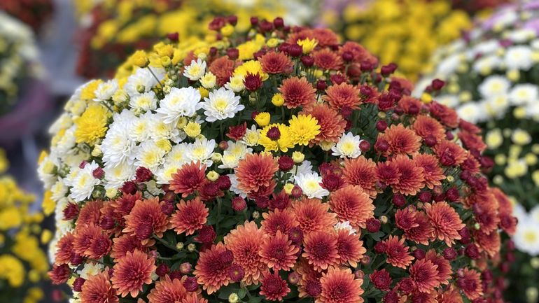 Des chrysanthèmes à tous les prix