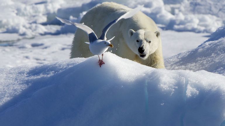 Grippe aviaire : un ours polaire infecté en Alaska, une première