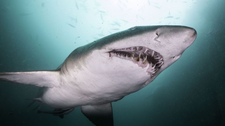 Australie : des restes humains retrouvés après une attaque de requin à Sydney