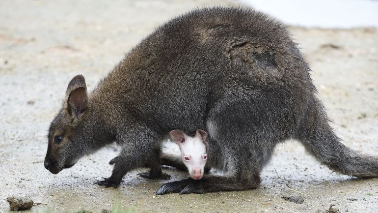 Flandre : un des deux wallabys échappés de De Pinte de retour auprès de son propriétaire