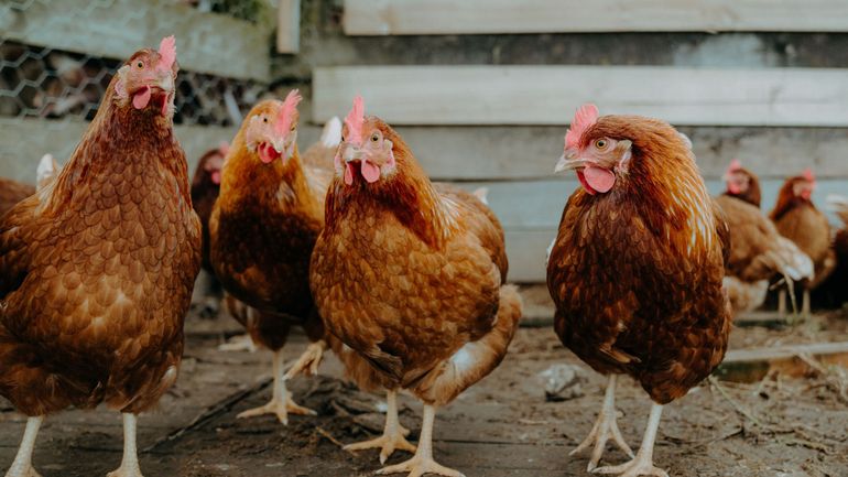 Grippe aviaire : confinement des volailles et oiseaux domestiques étendu à toute l'Angleterre le 7 novembre