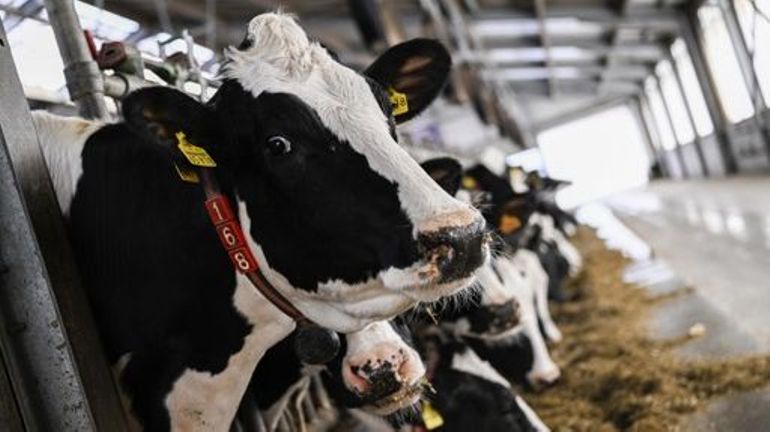 Élevage intensif : en Flandre, une vache sur trois boite