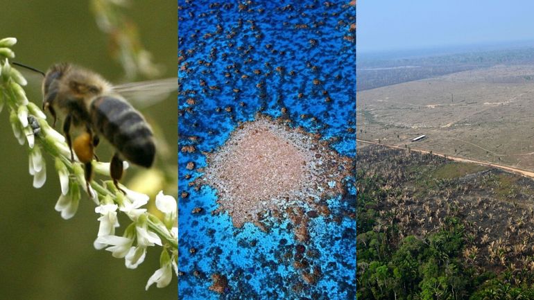 COP16 biodiversité : les chiffres clés sur l'état de la nature dans le monde