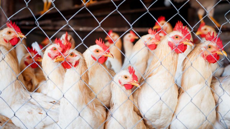 Bien-être animal : bientôt la fin du poulet industriel ?