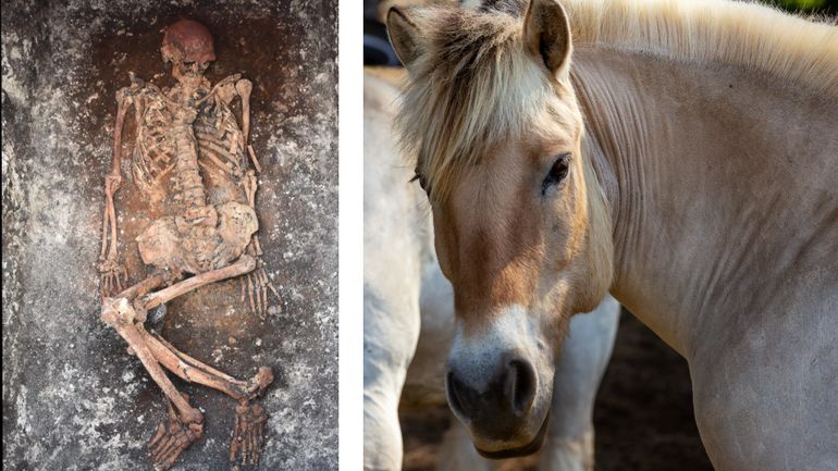 Les premiers cavaliers de l'Histoire identifiés grâce à leurs squelettes