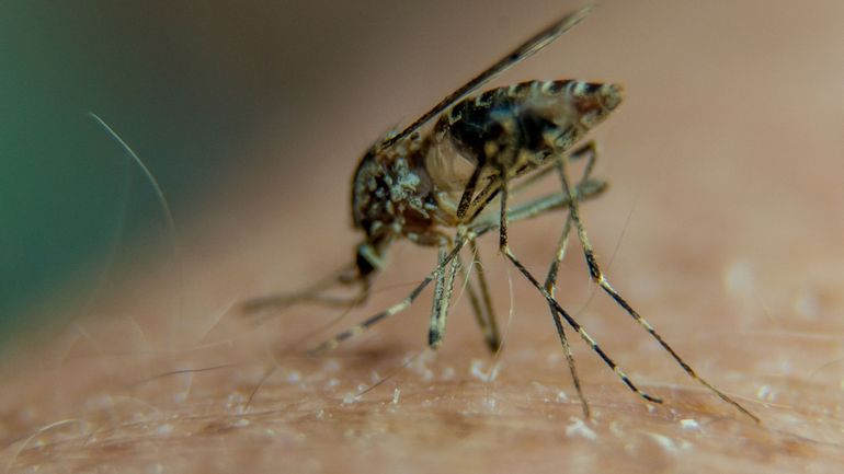 Le premier vaccin anti-malaria, développé en Belgique, a obtenu un avis favorable de l'OMS : il pourra être utilisé pour tous les enfants
