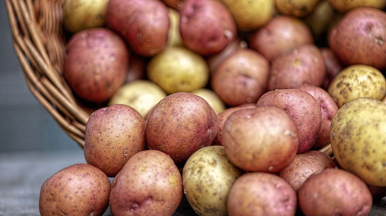 La Belgique dans le top 5 des producteurs européens de pommes de terre