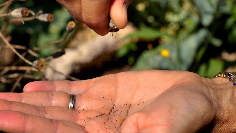Découvrez comment voyagent les graines de vos jardins