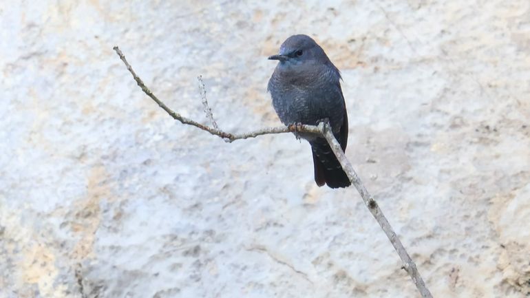 Un merle bleu à Durbuy, une première en Belgique qui ravit les passionnés d'ornithologie