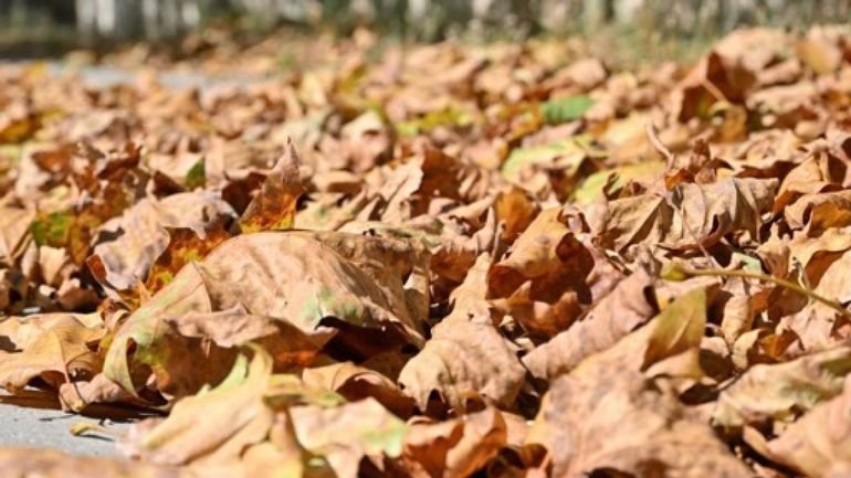 Sous l'effet de la sécheresse, les arbres perdent leurs feuilles avant l'automne