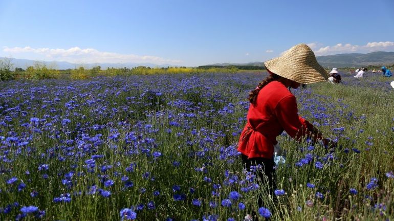 La pandémie a fait grimper la demande en herbes médicinales, l'Albanie se couvre de prairies colorées et parfumées