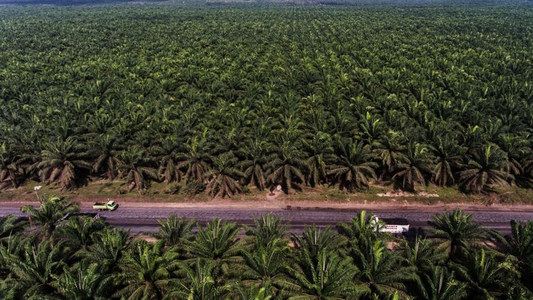 Treize fois plus d'huile de palme dans le diesel en Belgique : une mauvaise nouvelle pour l'environnement