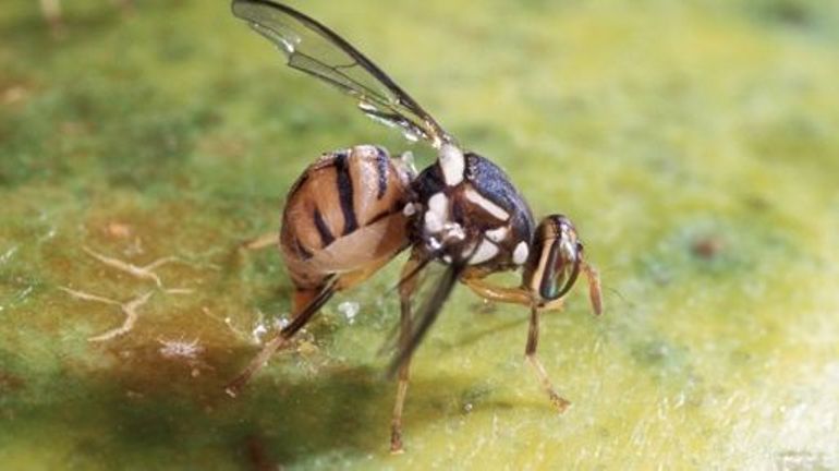 L'AFSCA repère à nouveau la mouche orientale en Belgique : l'insecte peut dévorer des cultures entières de fruits et légumes