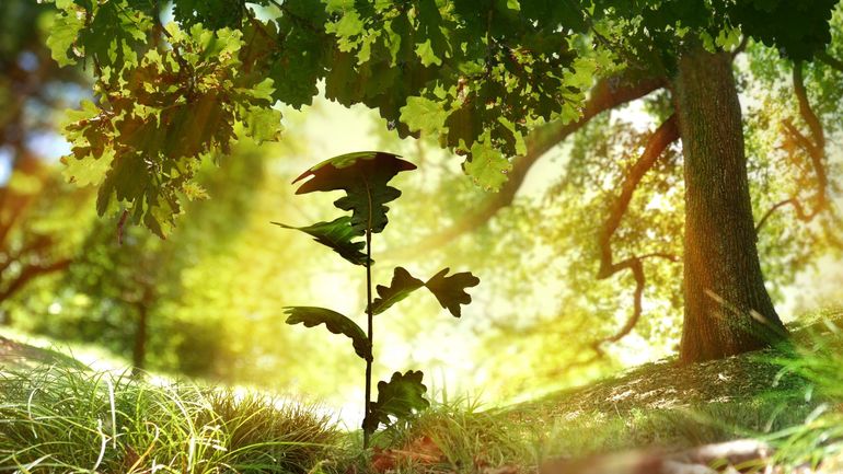 Des réserves naturelles et des forêts résilientes pour booster la biodiversité