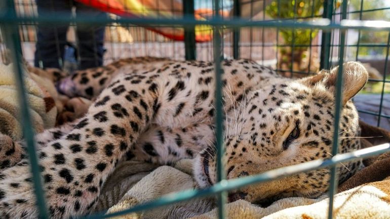 Rare capture d'un léopard dans une région montagneuse du Kurdistan irakien