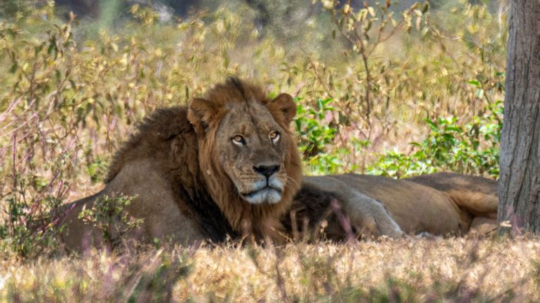 Kenya : une adolescente de 14 ans tuée par un lion ; les autorités demandent d'investir pour prévenir les conflits avec la faune sauvage