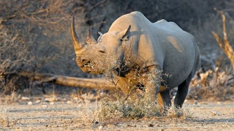 Namibie : 28 rhinocéros braconnés depuis janvier, chiffre alarmant