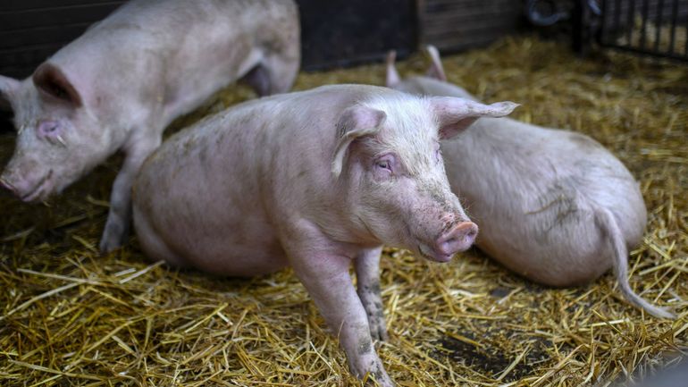 Allemagne : la peste porcine africaine détectée chez des porcs domestiques