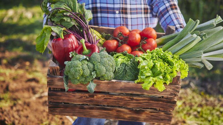 Tous les légumes dans une box ou à la pièce pour la soupe la moins chère ?