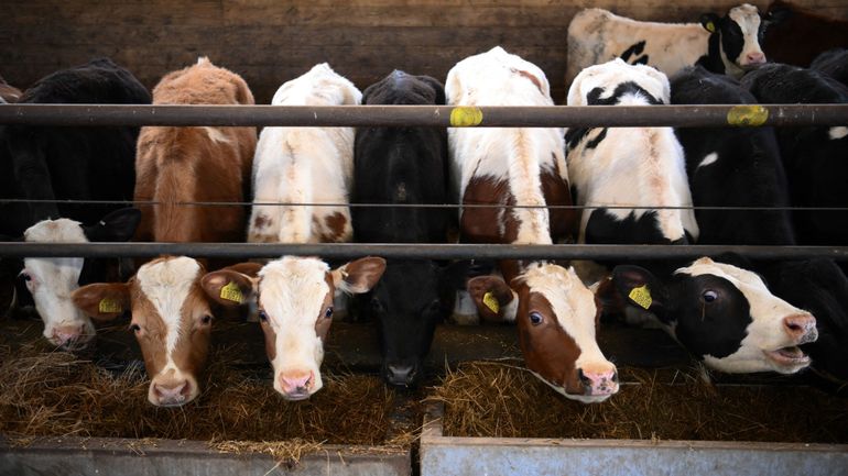 Le Royaume-Uni interdit l'exportation d'animaux d'élevage vivants, se démarquant ainsi de l'Union européenne