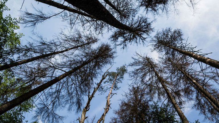 Les écologistes polonais dénoncent la reprise des coupes dans la forêt de Bialowieza